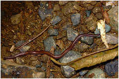 Millipede IMG_2622 Actually Centipede
