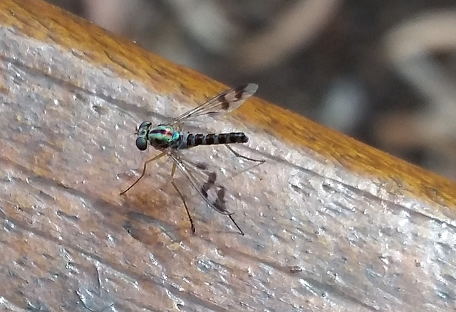 One of the green long-legged flies (Dolichopodidae)