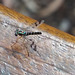 One of the green long-legged flies (Dolichopodidae)