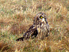 Short-eared Owl, Asio flammeus 15-03-2012 09-47-026