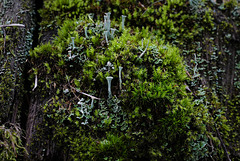 Cladonia fimbriata, Canada L1011000