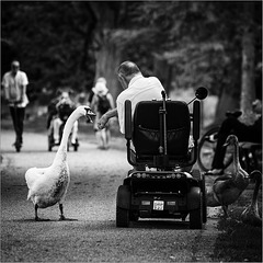 Feeding the swan 0218