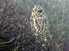 Short-eared Owl, Asio flammeus 15-03-2012 09-48-018