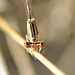 White Featherleg f (Platycnemis latipes) DSB 0886