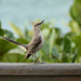 Tropical Mockingbird with attitude