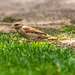 Feeding Sparrow