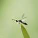 Tiny Braconid ? Wasp