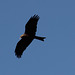 Yellow-billed Kite - Axum