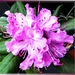 Rhododendron-5... ©UdoSm