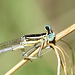 White Featherleg m thorax (Platycnemis latipes) DSB 0876