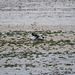 20170517 1490CPw [A] Säbelschnäbler (Recurvirostra avosetta), Neusiedler See