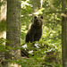 petit séjour en slovénie à la rencontre de l'ours brun ...quelle émotion