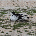 20170517 1491CPw [A] Säbelschnäbler (Recurvirostra avosetta), Neusiedler See