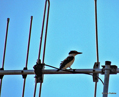 Kingfisher Perching.