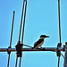 Kingfisher Perching.