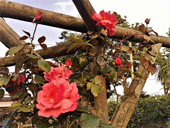 Rose trellis, Mum's garden