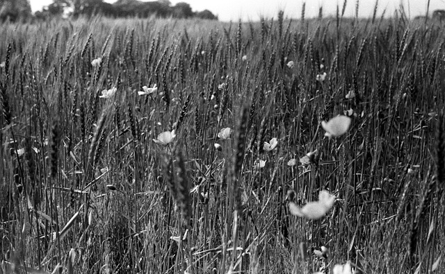 Poppies in wheat field