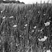 Poppies in wheat field
