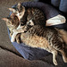Emmylou (sprawled) & Stevie Ray (cuddling)