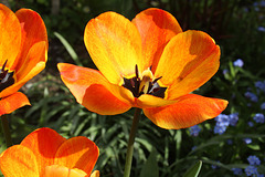 Tulpenlächeln in meinem kleinen Garten