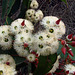 Western Australian flowering mallee