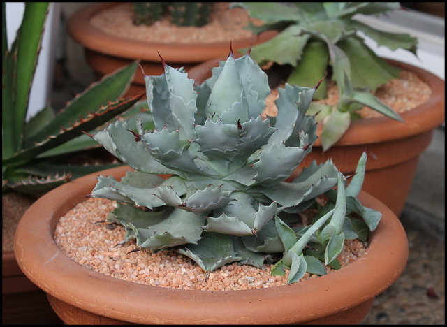Agave ismenthis (2)