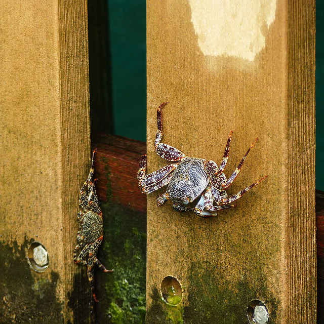 Crabs on the pier