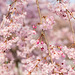 Weeping Cherry blossoms