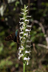Spiranthes odorata (Fragrant Ladies'-tresses orchid) and Urbanus proteus (Long-tailed Skipper)