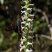 Spiranthes odorata (Fragrant Ladies'-tresses orchid) and Urbanus proteus (Long-tailed Skipper)