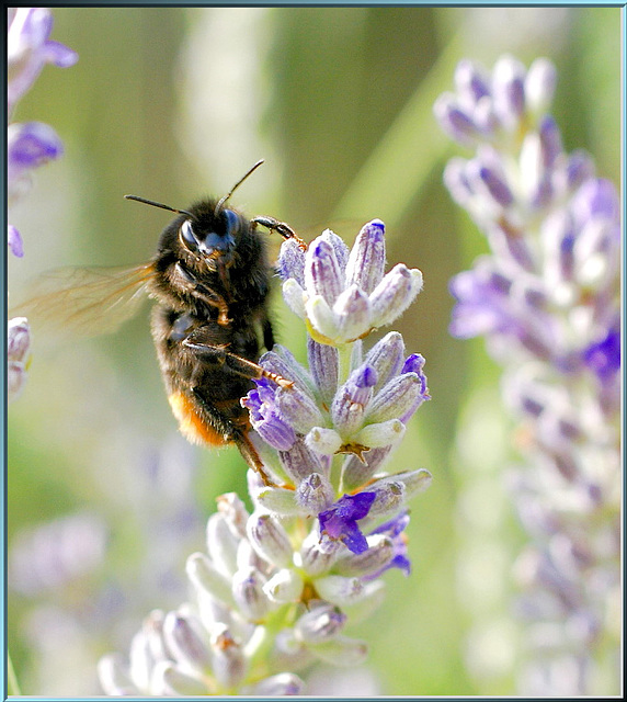 Bumblebee on the lavender. ©UdoSm