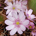 087 Das seltene rosafarbene Leberblümchen