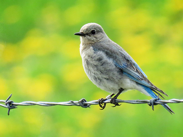 Mountain Bluebird female / Sialia currucoides