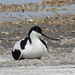 20170517 1497CPw [A] Säbelschnäbler (Recurvirostra avosetta), Neusiedler See