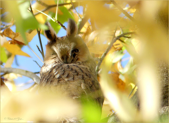 Long-eared owl ~ Ransuil (Asio otus)...
