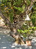 Agia Theodora - 10 - Bell Tree