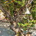 Agia Theodora - 10 - Bell Tree