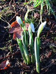 The first snowdrops are already appearing under the Oaks
