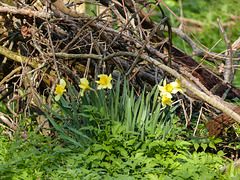 Daffodils growing wild, Pt Pelee