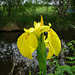Iris pseudacorus.  Yellow flag iris