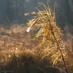 Willowherb in a light morning frost
