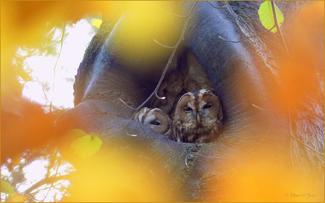 Tawny Owls ~ Familie Bosuil (Strix aluco)...