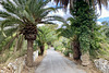 Crete 2021 – Palm trees