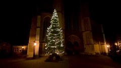 The Amazing Dancing Christmas Tree