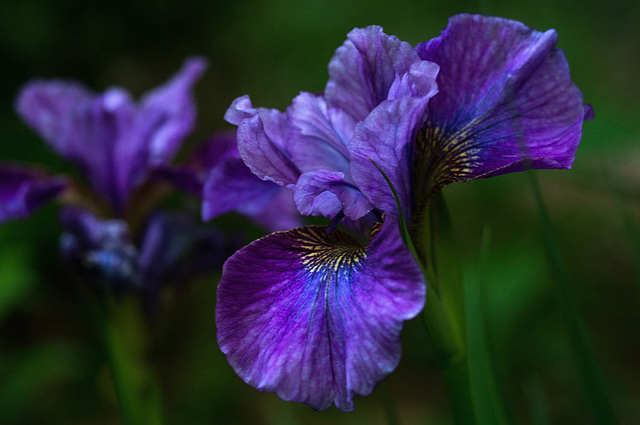 The Late Irises