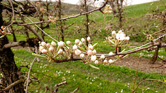Birnenblüten im Obstgarten entlang des Hopfenpfads