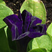 Deep purple petunia