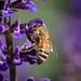 172/366: Bee in Flower