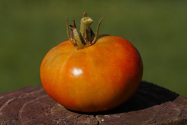 Second Tomato