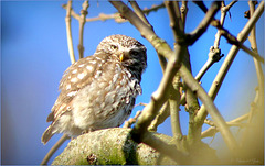 Little owl ~ Steenuil (Athene vidalii)...